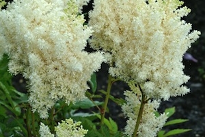 Astilbe 'Visions in White' 